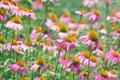 eastern purple coneflower 